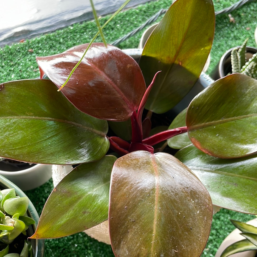 philodendron cherry red price Philodendron Red Cherry – Boutique Dandelion
