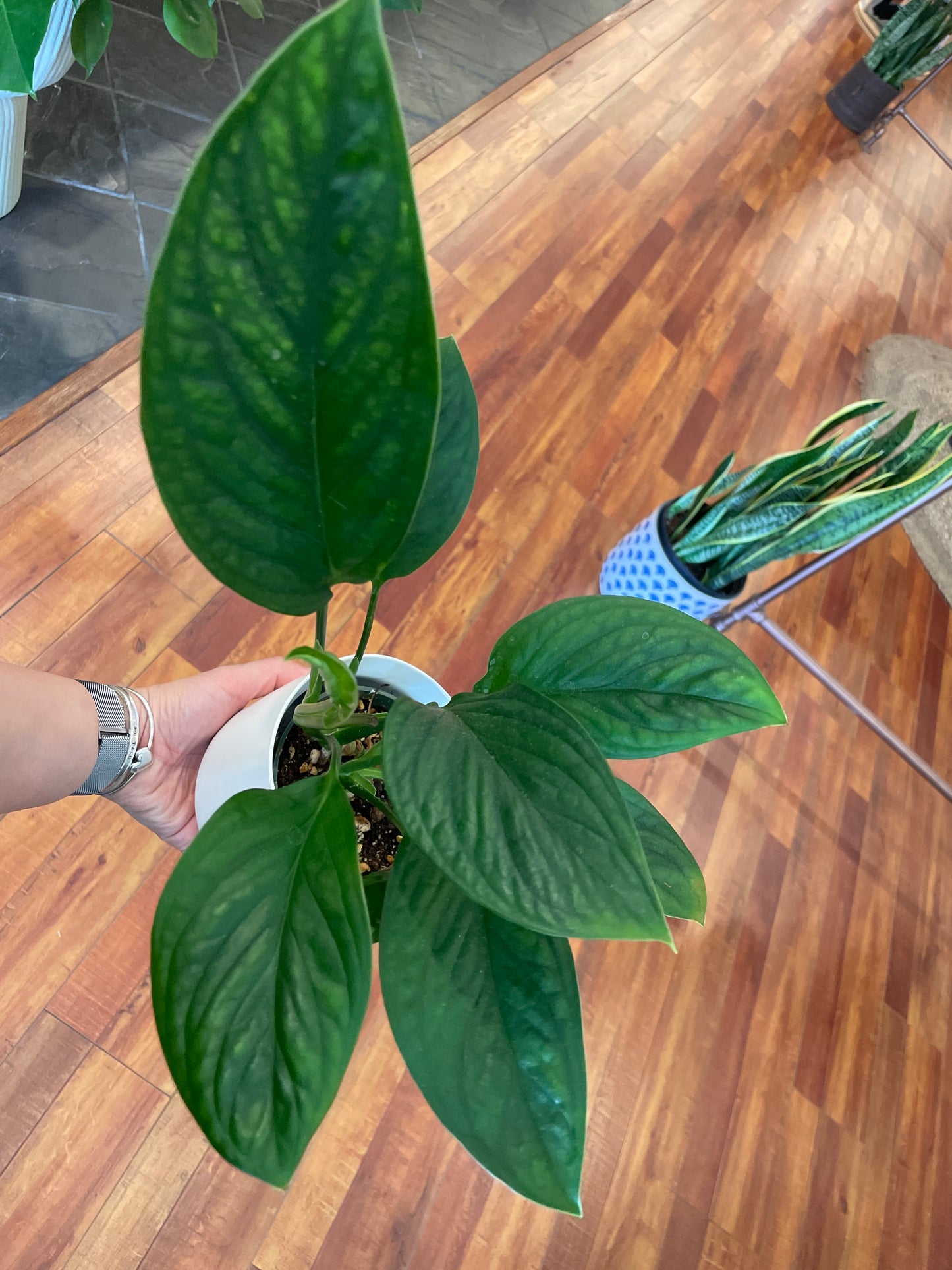 Monstera Siam