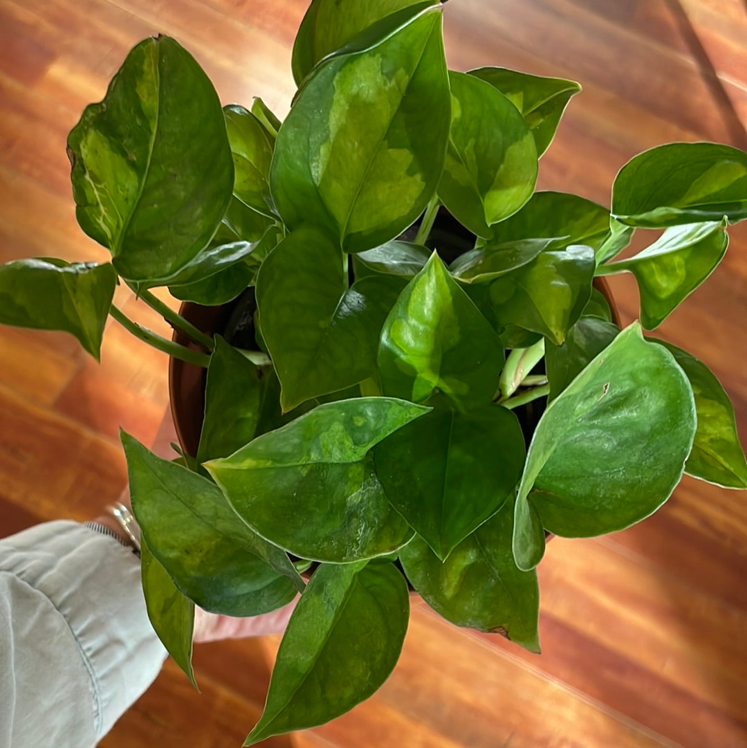 Pothos Global Green