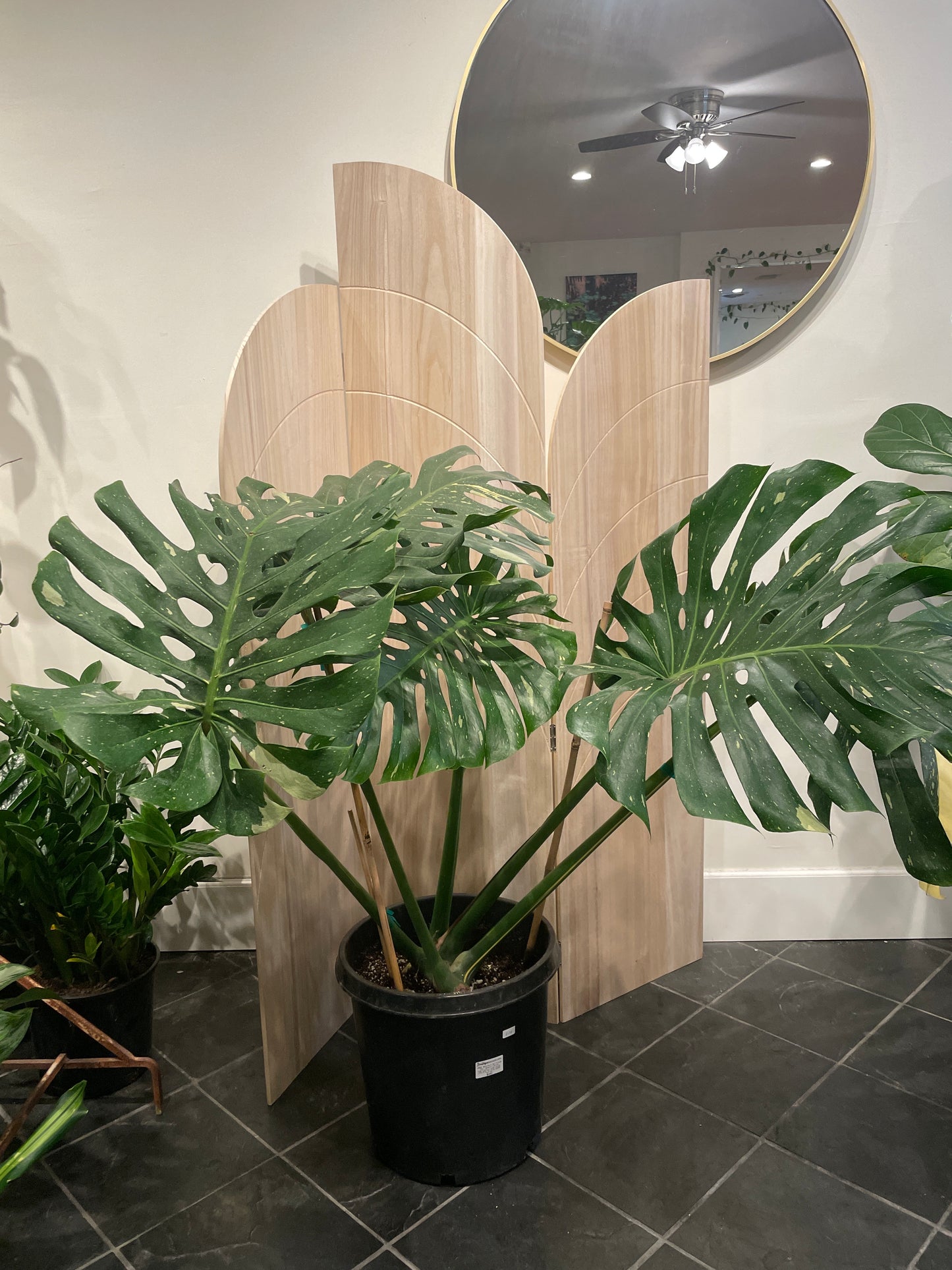 Monstera Deliciosa Thai Constellation