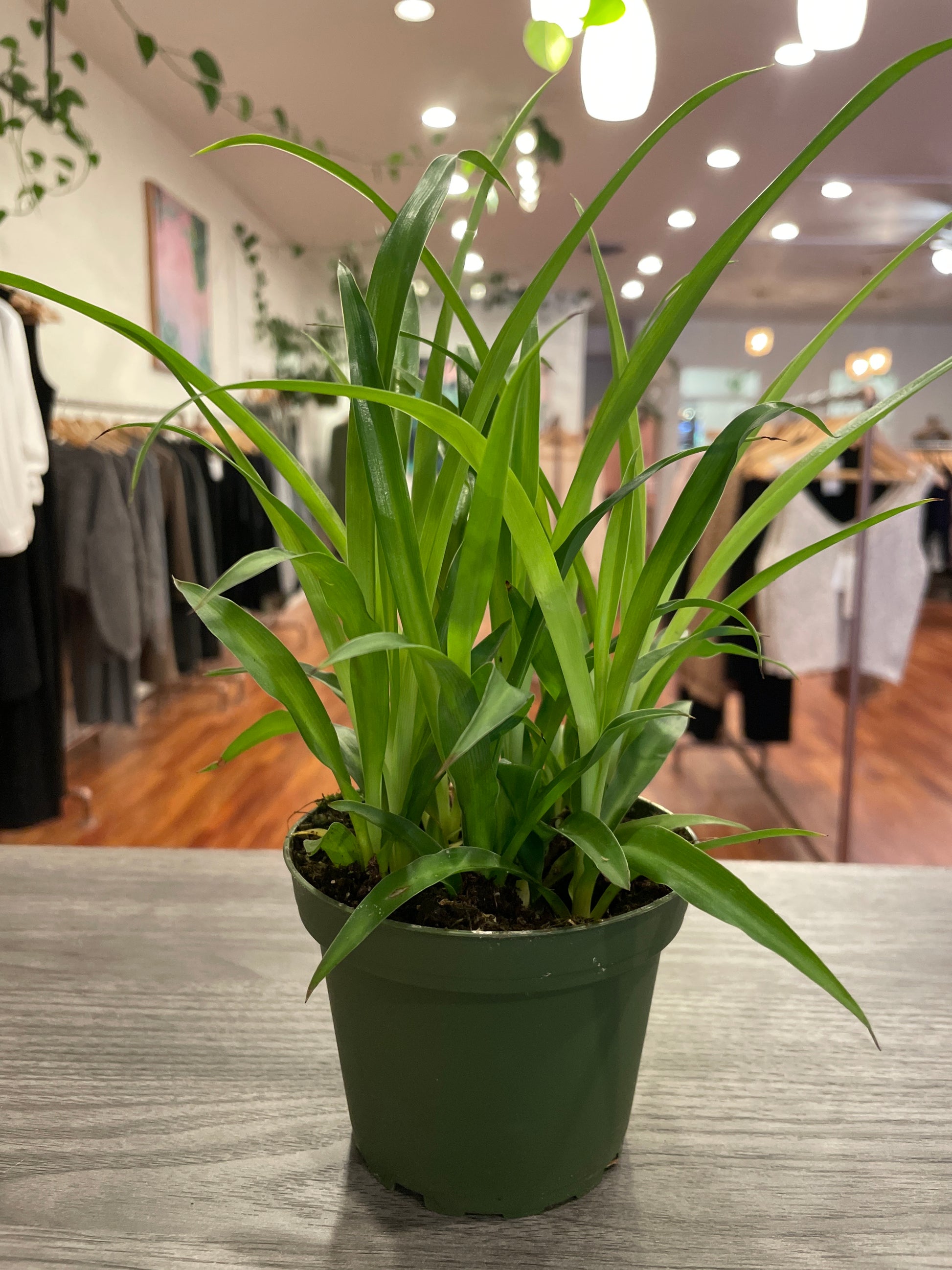 spider plants direct sunlight Spider Hawaiian – Boutique Dandelion