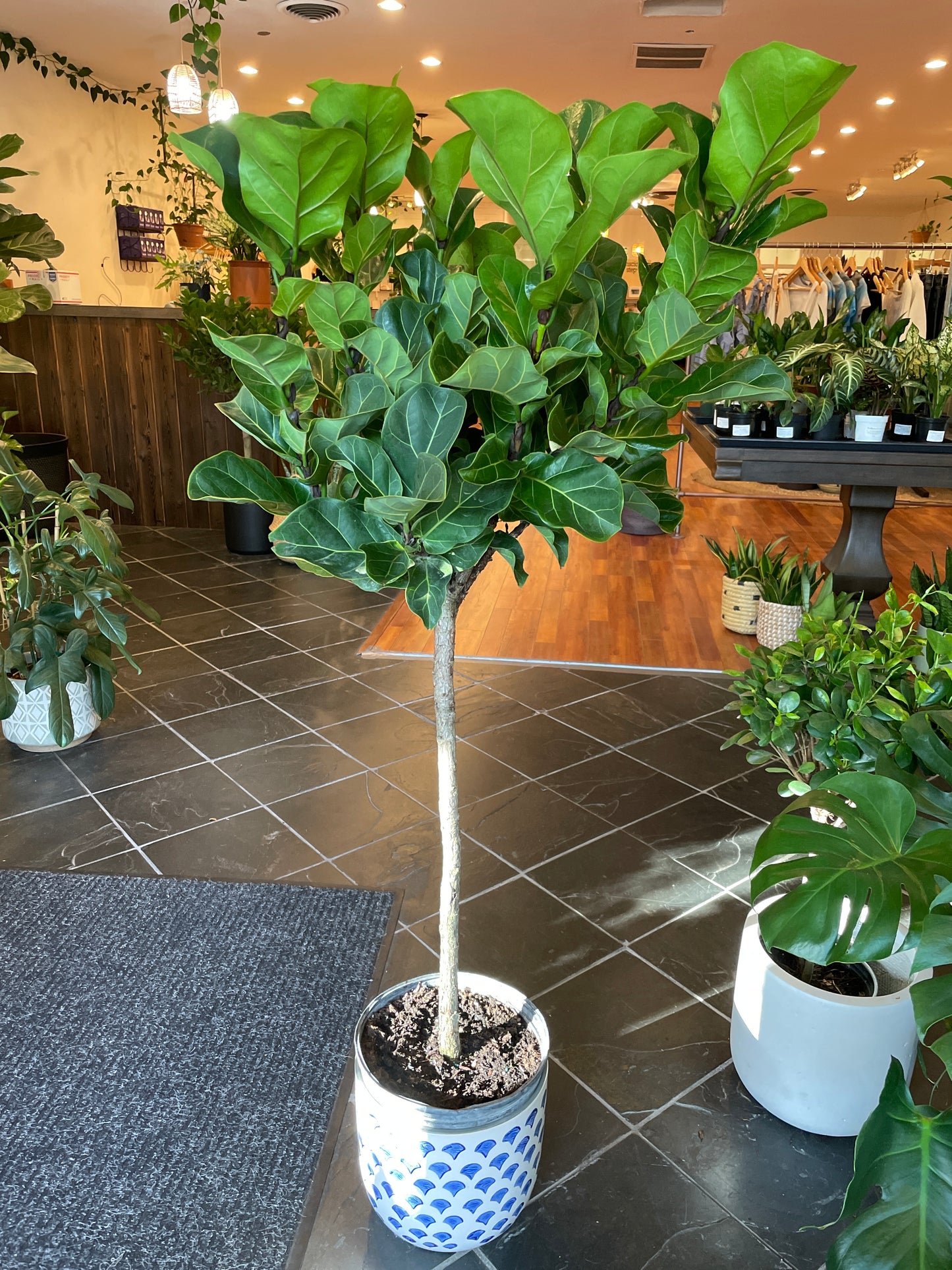 Ficus Little Fiddle