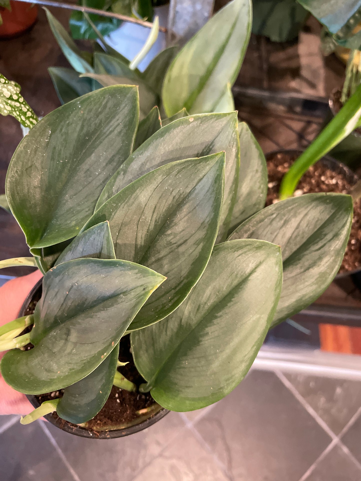 Pothos Treubii Moonlight