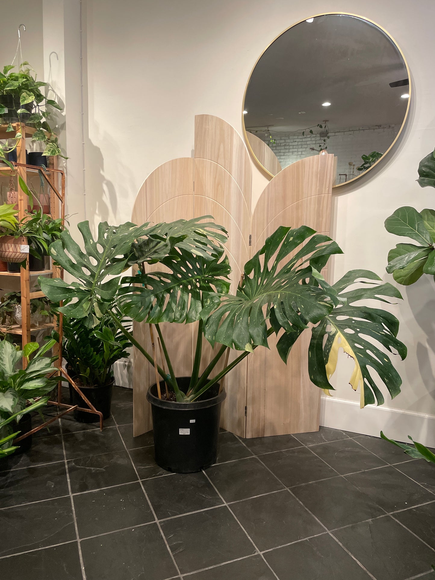 Monstera Deliciosa Thai Constellation