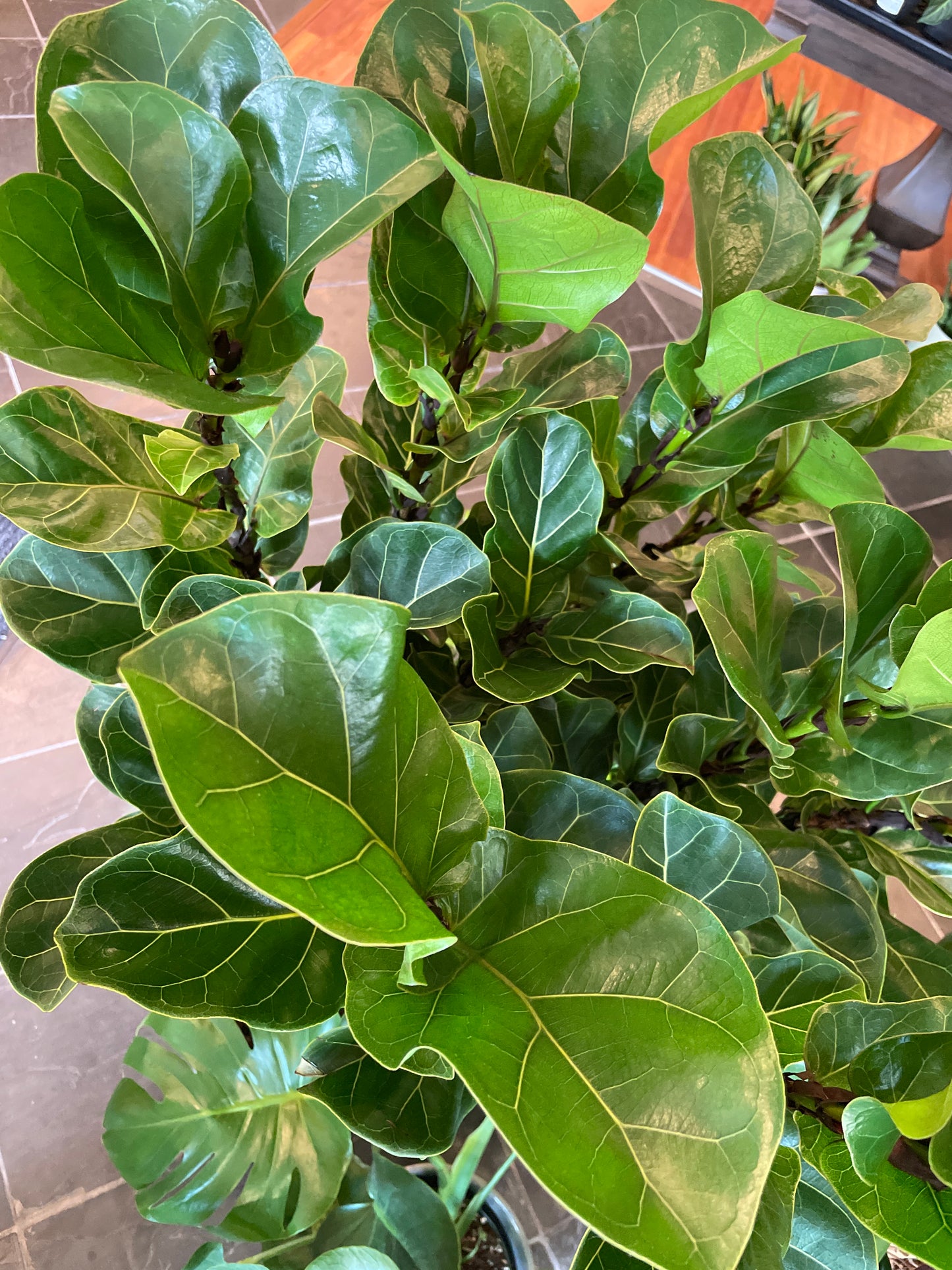 Ficus Little Fiddle