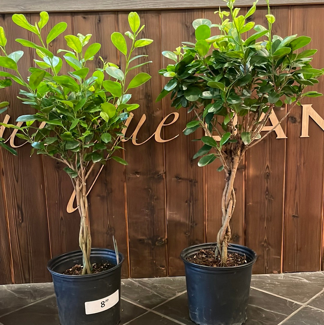 Ficus Moclame Braid