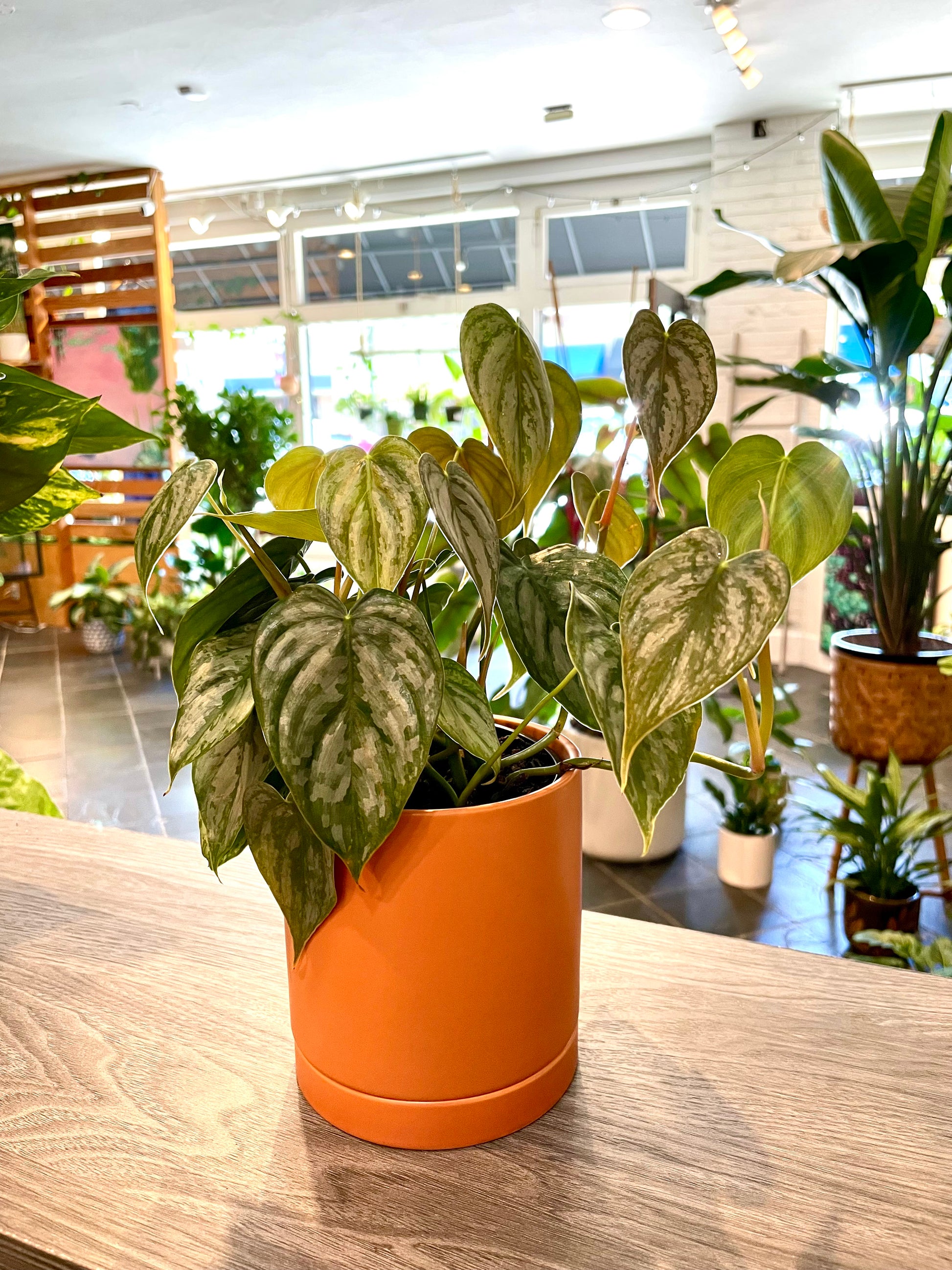 philodendron brandtianum soil Philodendron Brandtianum – Boutique Dandelion