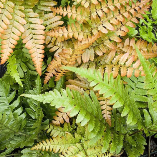Fern Autumn