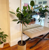 Ficus Audrey
