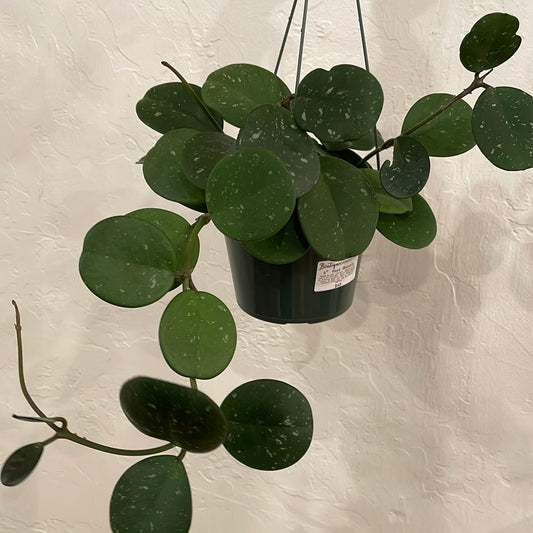 Hoya Obovata