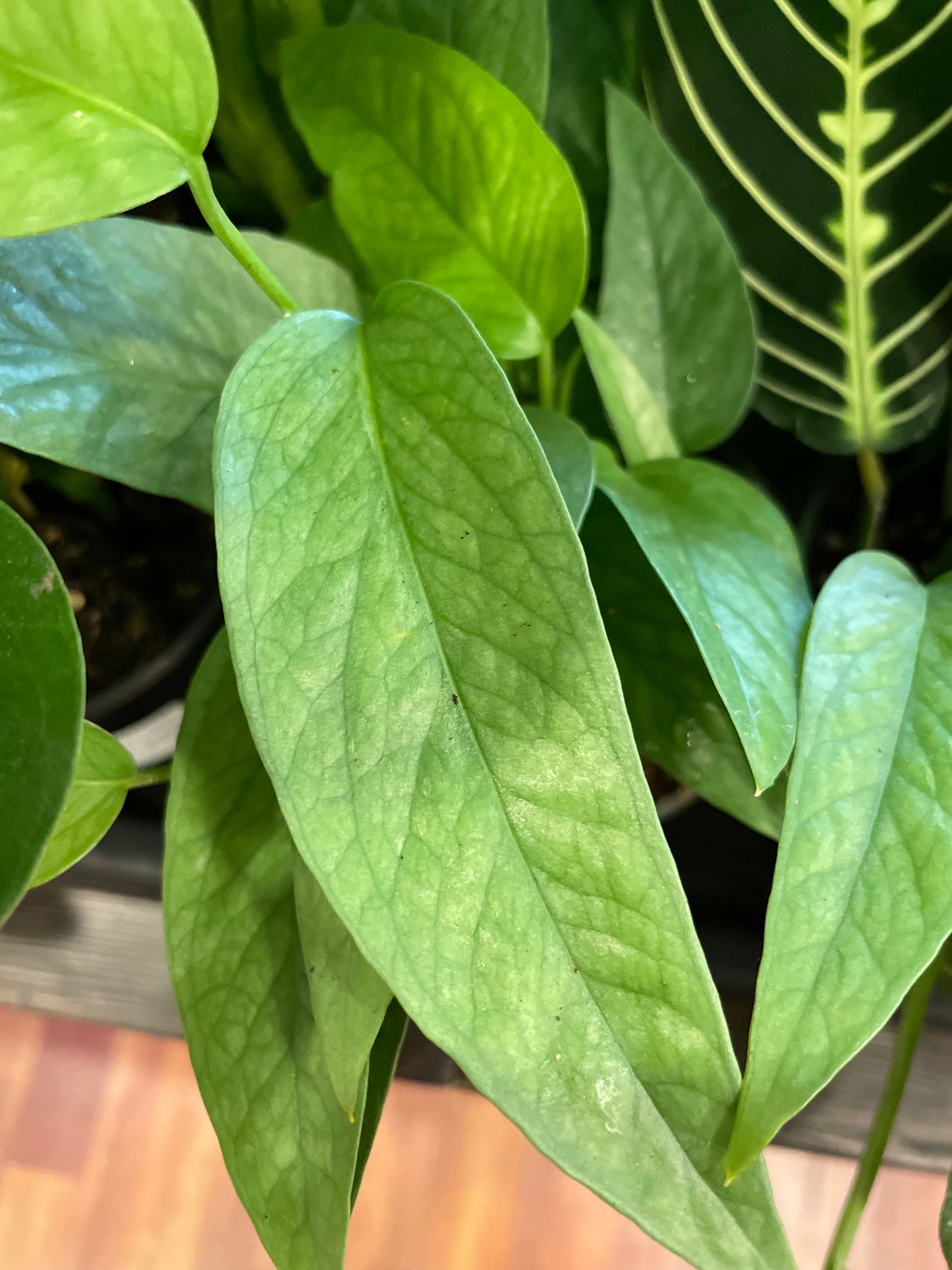 Pothos Cebu Blue