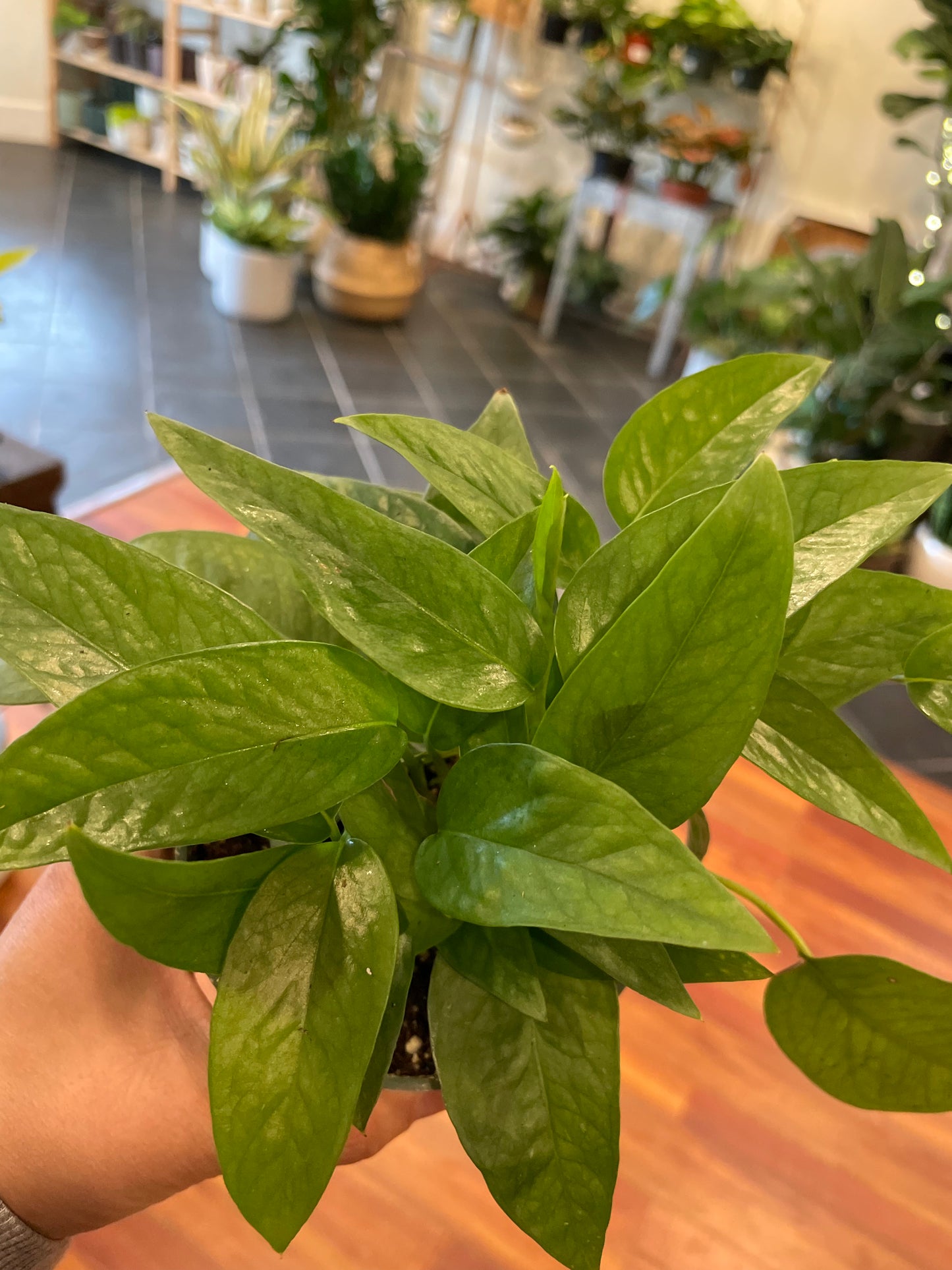 Pothos Cebu Blue