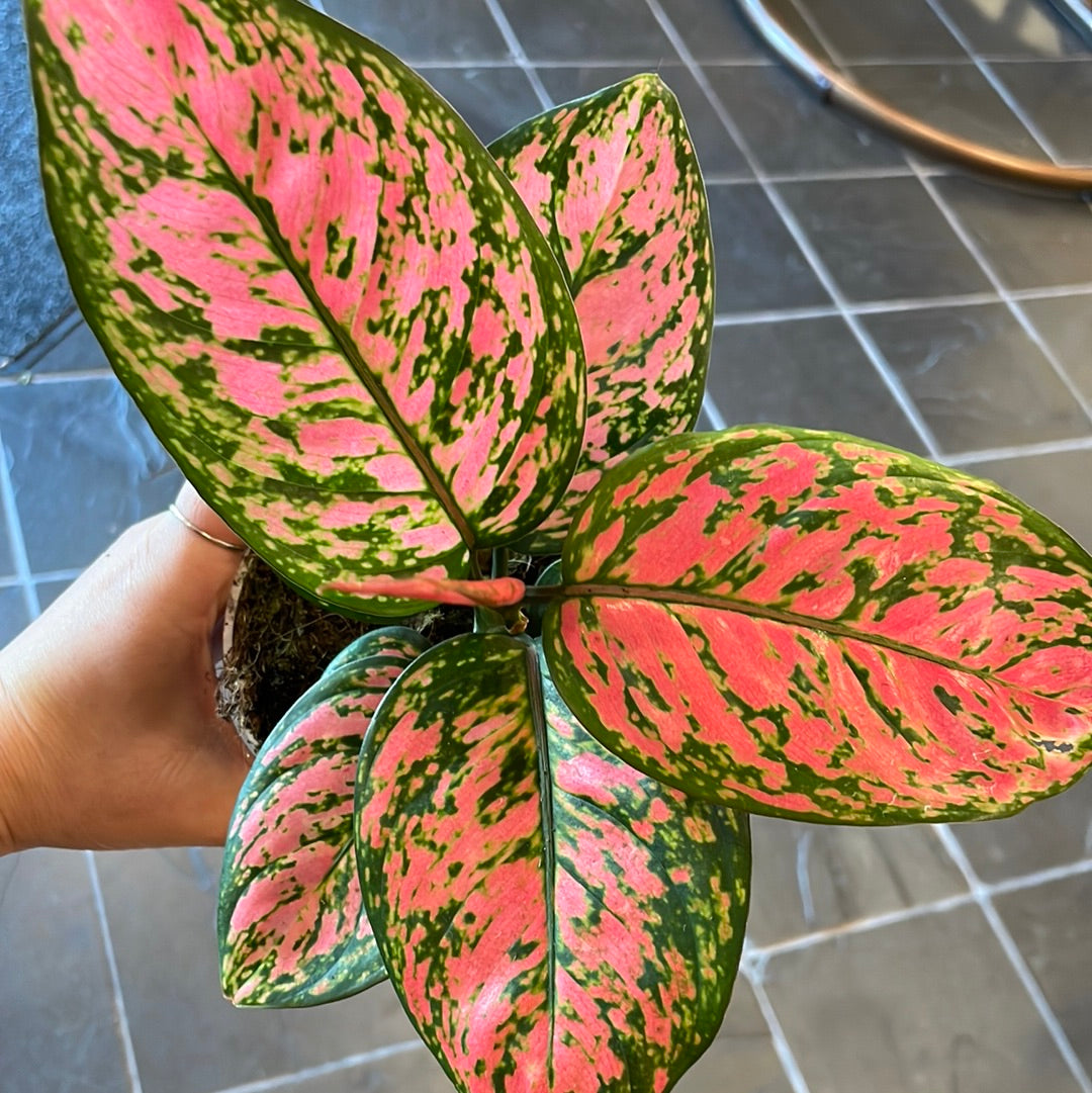 Aglaonema Lady Valentine