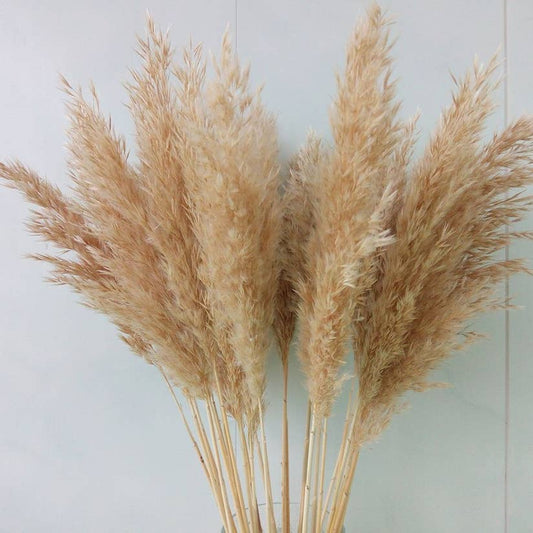 Grown Dried Pampas Stems for Decoration - Boutique Dandelion