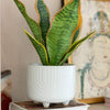 Rainbow Ceramic Footed Planter