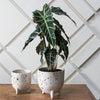 Reid Pot